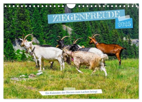 Ziegenfreude (Wandkalender 2025 DIN A4 quer), CALVENDO Monatskalender: Gebirgsziegen sind robuste, kletterfähige Tiere mit wetterfestem Fell. Sie ... und sind anpassungsfähig (CALVENDO Tiere) von CALVENDO