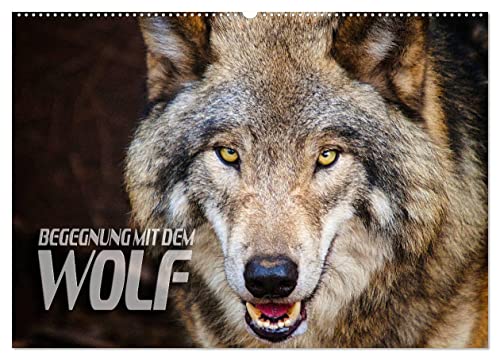 Begegnung mit dem Wolf (Wandkalender 2025 DIN A2 quer), CALVENDO Monatskalender von CALVENDO