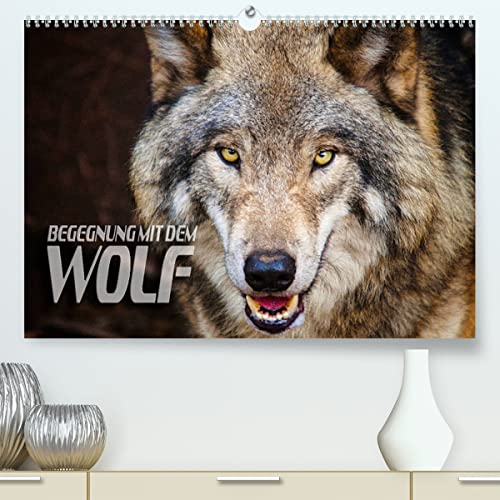 Begegnung mit dem Wolf (hochwertiger Premium Wandkalender 2024 DIN A2 quer), Kunstdruck in Hochglanz