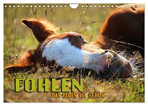 Fohlen - das Leben ist schön (Wandkalender 2024 DIN A4 quer), CALVENDO Monatskalender von CALVENDO