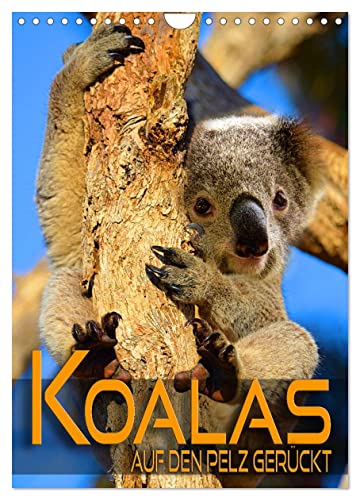 Koalas auf den Pelz gerückt (Wandkalender 2024 DIN A4 hoch), CALVENDO Monatskalender von CALVENDO