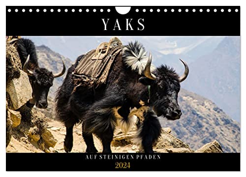 Yaks - auf steinigen Pfaden (Wandkalender 2024 DIN A4 quer), CALVENDO Monatskalender