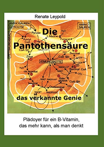 Die Pantothensäure – Das verkannte Genie: Plädoyer für ein B-Vitamin das mehr kann, als man denkt