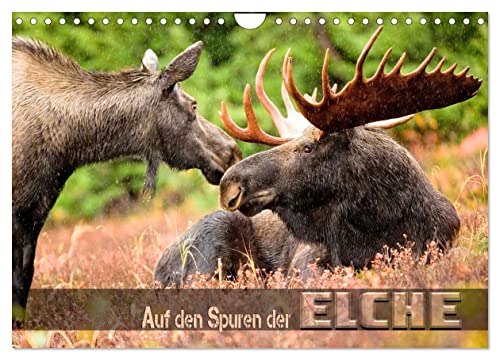 Auf den Spuren der Elche (Wandkalender 2025 DIN A4 quer), CALVENDO Monatskalender