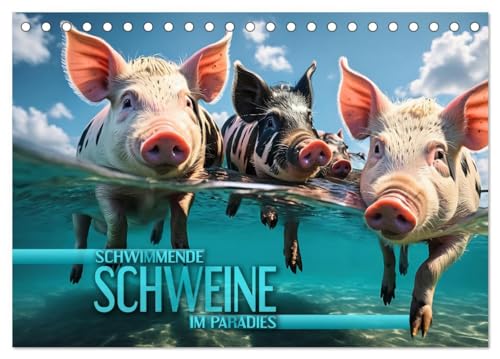 Schwimmende Schweine im Paradies (Tischkalender 2025 DIN A5 quer), CALVENDO Monatskalender: Niedliche Schweinchen tummeln sich an den traumhaften ... in kristallklaren Gewässern (CALVENDO Tiere)