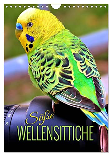 Süße Wellensittiche (Wandkalender 2025 DIN A4 hoch), CALVENDO Monatskalender