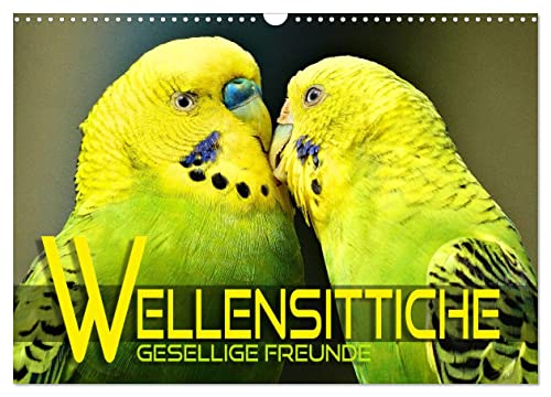 Wellensittiche - gesellige Freunde (Wandkalender 2025 DIN A3 quer), CALVENDO Monatskalender von CALVENDO