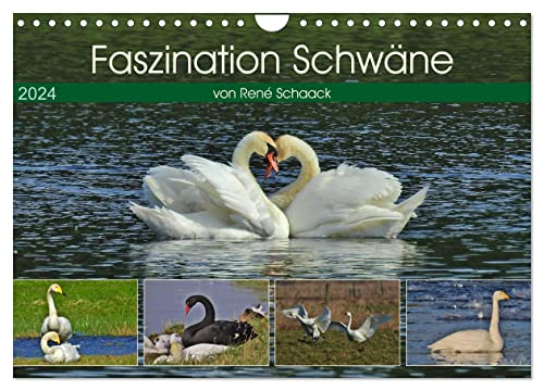 Faszination Schwäne (Wandkalender 2024 DIN A4 quer), CALVENDO Monatskalender von CALVENDO