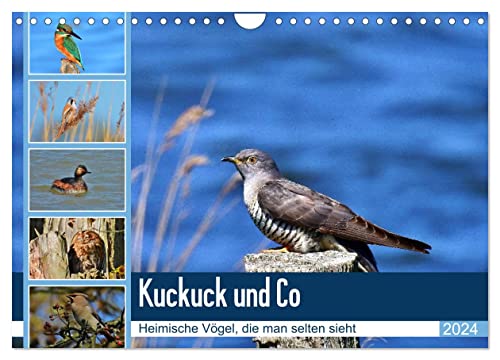 Kuckuck und Co - Heimische Vögel, die man selten sieht - Jahresplaner 2024 (Wandkalender 2024 DIN A4 quer), CALVENDO Monatskalender von CALVENDO