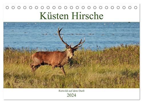 Küsten Hirsche - Rotwild auf dem Darß (Tischkalender 2024 DIN A5 quer), CALVENDO Monatskalender