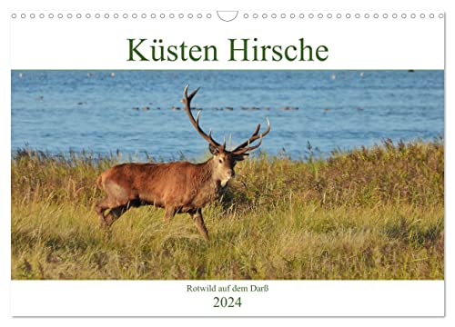 Küsten Hirsche - Rotwild auf dem Darß (Wandkalender 2024 DIN A3 quer), CALVENDO Monatskalender
