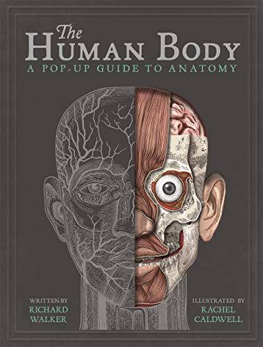 The Human Body: A Pop-Up Guide to Anatomy von BONNIER