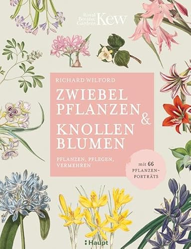 Zwiebelpflanzen & Knollenblumen: pflanzen, pflegen, vermehren - mit 66 Pflanzenporträts von Haupt Verlag AG