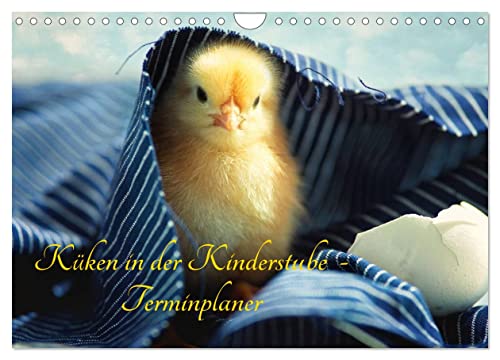 Küken in der Kinderstube Terminplaner (Wandkalender 2025 DIN A4 quer), CALVENDO Monatskalender von CALVENDO