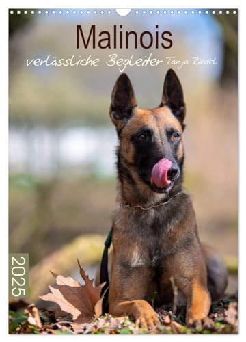 Malinois verlässliche Begleiter (Wandkalender 2025 DIN A3 hoch), CALVENDO Monatskalender von CALVENDO