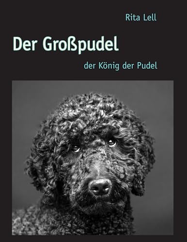 Der Großpudel: der König der Pudel