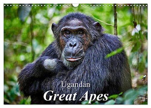 Ugandan Great Apes (Wall Calendar 2025 DIN A3 landscape), CALVENDO 12 Month Wall Calendar: Photographs of wild chimpanzees and mountain gorillas von Calvendo