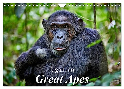 Ugandan Great Apes (Wall Calendar 2025 DIN A4 landscape), CALVENDO 12 Month Wall Calendar: Photographs of wild chimpanzees and mountain gorillas von Calvendo