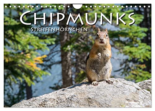 Chipmunks Streifenhörnchen (Wandkalender 2025 DIN A4 quer), CALVENDO Monatskalender von CALVENDO