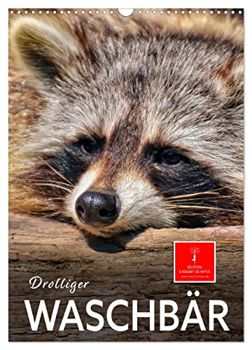 Drolliger Waschbär (Wandkalender 2025 DIN A3 hoch), CALVENDO Monatskalender von CALVENDO