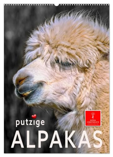Putzige Alpakas (Wandkalender 2025 DIN A2 hoch), CALVENDO Monatskalender: Eindrucksvolle Bilder der niedlichen Tiere. von Calvendo