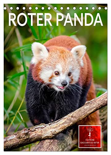 Roter Panda (Tischkalender 2024 DIN A5 hoch), CALVENDO Monatskalender
