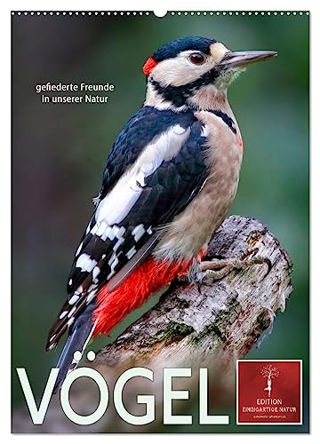 Vögel - gefiederte Freunde in unserer Natur (Wandkalender 2025 DIN A2 hoch), CALVENDO Monatskalender von CALVENDO