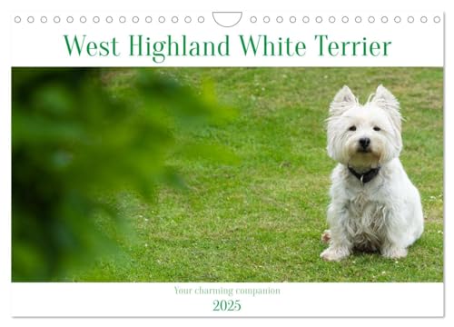 West Highland White Terrier - Your charming companion (Wandkalender 2025 DIN A4 quer), CALVENDO Monatskalender von CALVENDO