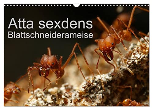 Atta sexdens - Blattschneiderameise (Wandkalender 2025 DIN A3 quer), CALVENDO Monatskalender von CALVENDO