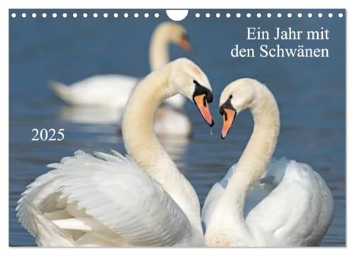 Ein Jahr mit den Schwänen (Wandkalender 2025 DIN A4 quer), CALVENDO Monatskalender