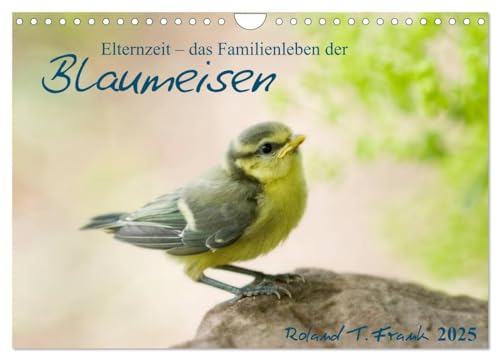 Elternzeit - das Familienleben der Blaumeisen (Wandkalender 2025 DIN A4 quer), CALVENDO Monatskalender von CALVENDO