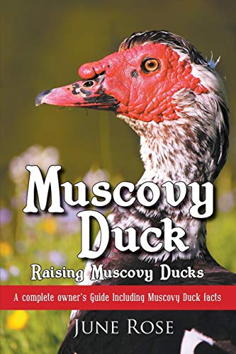 Muscovy Duck: Raising Muscovy Ducks von Ingramcontent