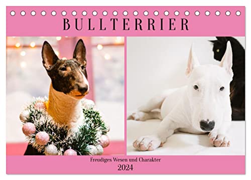 Bullterrier. Freudiges Wesen und Charakter (Tischkalender 2024 DIN A5 quer), CALVENDO Monatskalender von CALVENDO