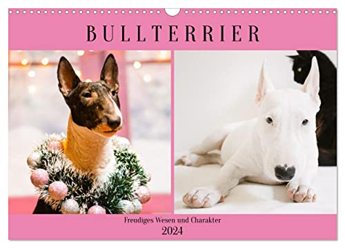 Bullterrier. Freudiges Wesen und Charakter (Wandkalender 2024 DIN A3 quer), CALVENDO Monatskalender