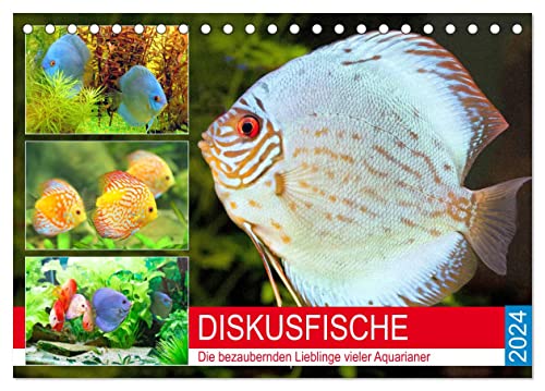 Diskusfische. Die bezaubernden Lieblinge vieler Aquarianer (Tischkalender 2024 DIN A5 quer), CALVENDO Monatskalender von CALVENDO