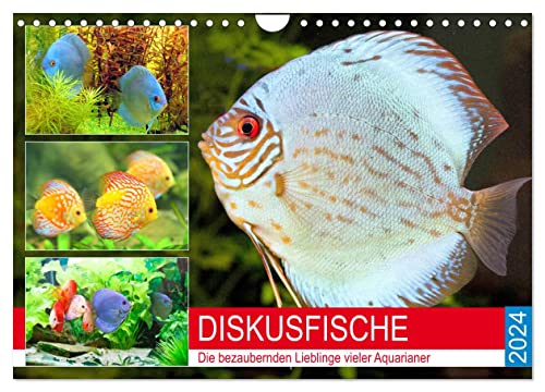 Diskusfische. Die bezaubernden Lieblinge vieler Aquarianer (Wandkalender 2024 DIN A4 quer), CALVENDO Monatskalender von CALVENDO
