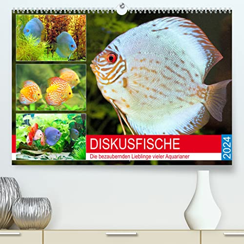 Diskusfische. Die bezaubernden Lieblinge vieler Aquarianer (hochwertiger Premium Wandkalender 2024 DIN A2 quer), Kunstdruck in Hochglanz