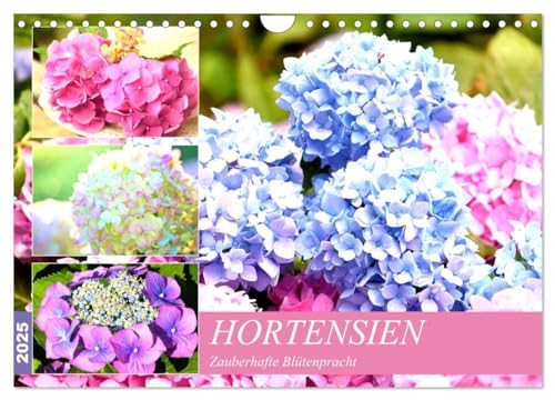 Hortensien. Zauberhafte Blütenpracht (Wandkalender 2025 DIN A4 quer), CALVENDO Monatskalender von CALVENDO