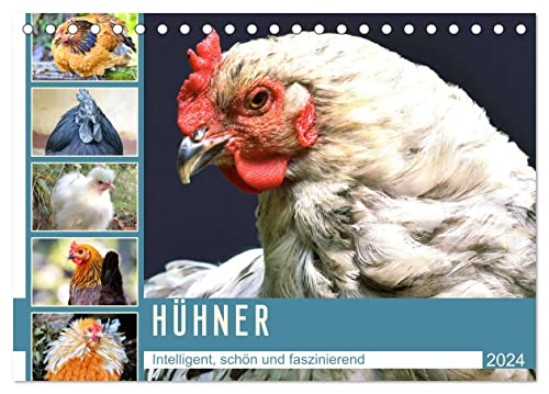 Hühner. Intelligent, schön und faszinierend (Tischkalender 2024 DIN A5 quer), CALVENDO Monatskalender von CALVENDO