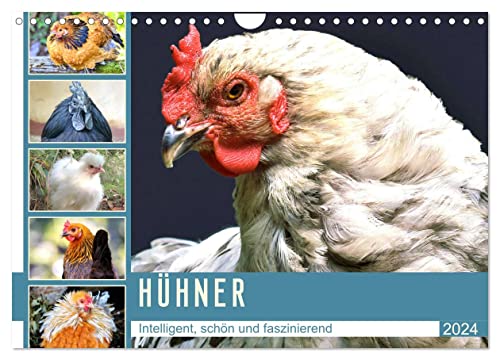 Hühner. Intelligent, schön und faszinierend (Wandkalender 2024 DIN A4 quer), CALVENDO Monatskalender von CALVENDO