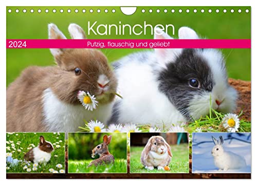 Kaninchen. Putzig, flauschig und geliebt (Wandkalender 2024 DIN A4 quer), CALVENDO Monatskalender von CALVENDO