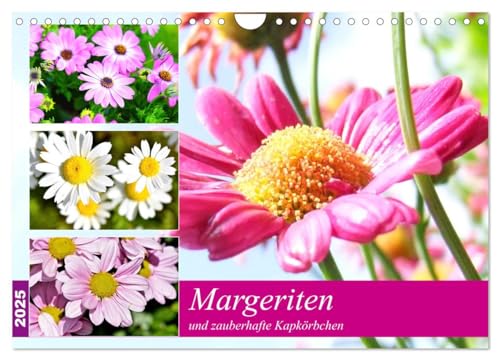 Margeriten und zauberhafte Kapkörbchen (Wandkalender 2025 DIN A4 quer), CALVENDO Monatskalender von CALVENDO