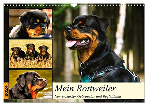 Mein Rottweiler. Nervenstarker Gebrauchs- und Begleithund (Wandkalender 2024 DIN A3 quer), CALVENDO Monatskalender