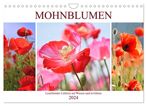 Mohnblumen. Leuchtender Liebreiz auf Wiesen und in Gärten (Wandkalender 2024 DIN A4 quer), CALVENDO Monatskalender von CALVENDO