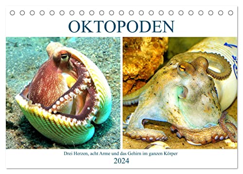 Oktopoden. Drei Herzen, acht Arme und das Gehirn im ganzen Körper (Tischkalender 2024 DIN A5 quer), CALVENDO Monatskalender