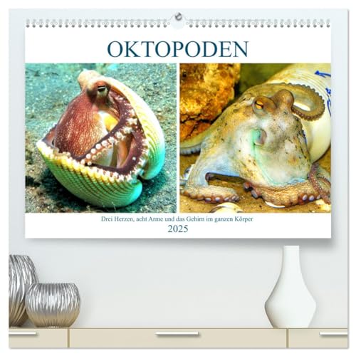 Oktopoden. Drei Herzen, acht Arme und das Gehirn im ganzen Körper (hochwertiger Premium Wandkalender 2025 DIN A2 quer), Kunstdruck in Hochglanz von CALVENDO