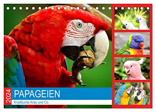 Papageien. Knallbunte Aras und Co. (Tischkalender 2024 DIN A5 quer), CALVENDO Monatskalender von CALVENDO