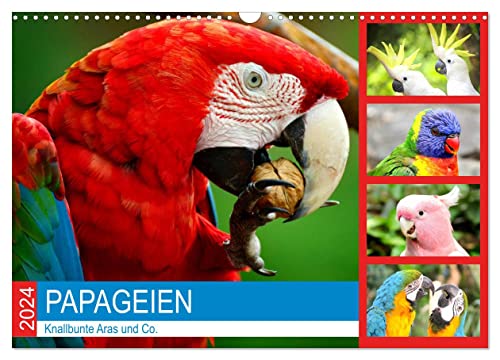 Papageien. Knallbunte Aras und Co. (Wandkalender 2024 DIN A3 quer), CALVENDO Monatskalender