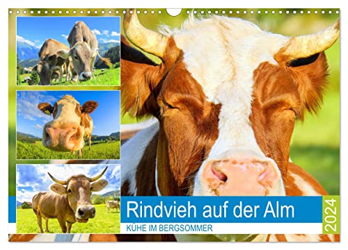 Rindvieh auf der Alm. Kühe im Bergsommer (Wandkalender 2024 DIN A3 quer), CALVENDO Monatskalender von CALVENDO