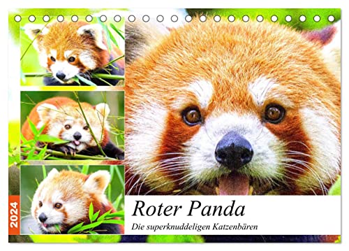 Roter Panda. Die superknuddeligen Katzenbären (Tischkalender 2024 DIN A5 quer), CALVENDO Monatskalender